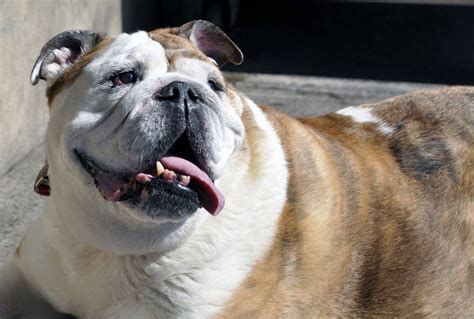 English bulldog inbreeding threatens future of the breed: study - New ...