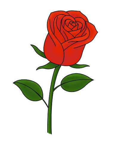 You can draw this flower freehand while looking at your computer monitor or print out this page to get a closer look at each step. Red Rose Drawing Step Step at GetDrawings | Free download