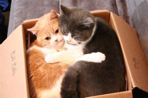 16 Cute Pictures Of Cats In Boxes We Love Cats And Kittens Cats