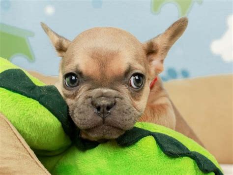 Puppys n love provides a one year congenital health warranty. French Bulldog (2598390) - Animal Kingdom | Puppies N Love
