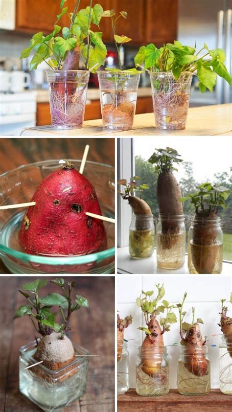 20 Best Vegetables Herbs And Fruits Can Regrow From Kitchen Scraps