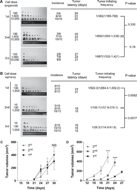 Figure 4 From Sphere Forming Assay Vs Organoid Culture Determining