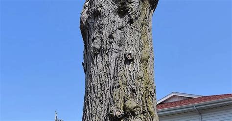 Illinois Champion Pin Oak Tree Gets Its Due Respect