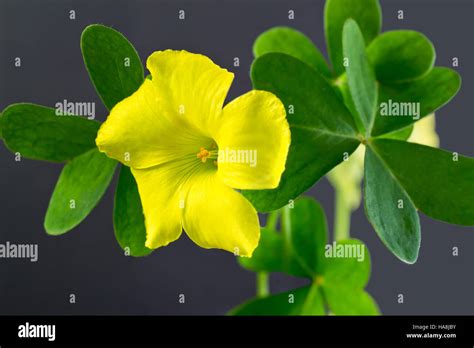 Yellow Oxalis Flower And Leaves Against Dark Gray Background Stock
