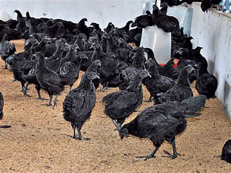 Jet Black Kadaknath Chicken For Consumption Fresh At Best Price In Bhubaneswar