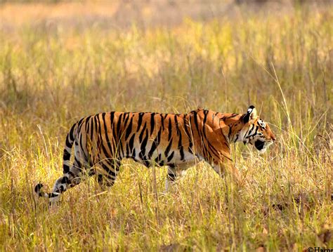 1 Best Tiger Safari In Kanha Kanha Tiger Safari Guide 2020