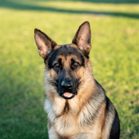 Are German Shepherds Smart Spiritdog Training