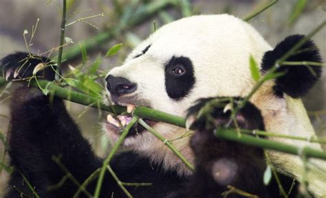 Panda Monium National Zoo Says Mei Xiang Has Twins The Stream