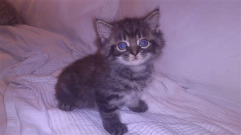 Cute 3 Little Kittens For Adoption Nottingham