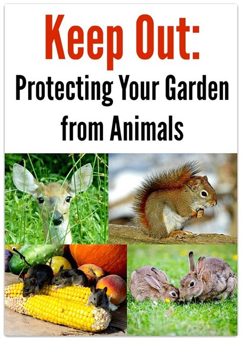 Keep Out Protecting Your Garden From Animals Live A Green And Natural