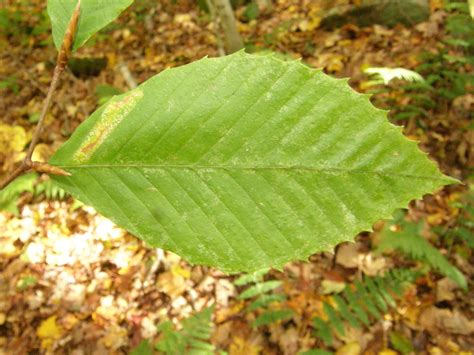 American Beech Trees Of Vermont · Inaturalist