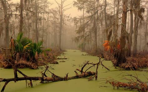 44 Louisiana Swamp Wallpaper Wallpapersafari