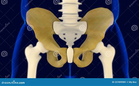 Hip Or Pelvic Bone Anatomy For Medical Concept 3d Stock Illustration