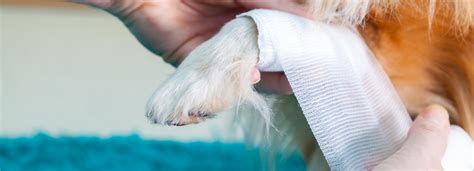 How To Clean A Dog Wound A Helpful Guide Vetericyn
