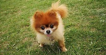 Cuccioli di Pomerania originali, come riconoscerli: i segni distintivi