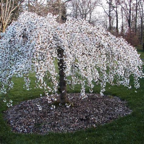 Snow Fountains Weeping Cherry Tree New Blooms Nursery