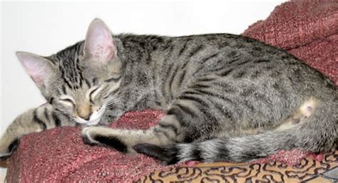 One such lethal hunters are the bengal cats. Grey female tabby lost in Auteuil - Petluck.ca
