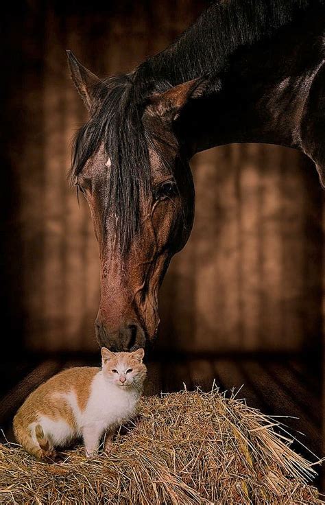 Horse Cat Horse And Cat Pferde Lustige Haustiere Pferdeliebe