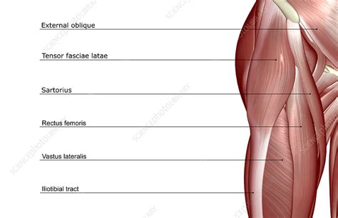 Strengthening the three muscle groups listed below is the key to. The muscles of the hip - Stock Image - F001/7752 - Science ...