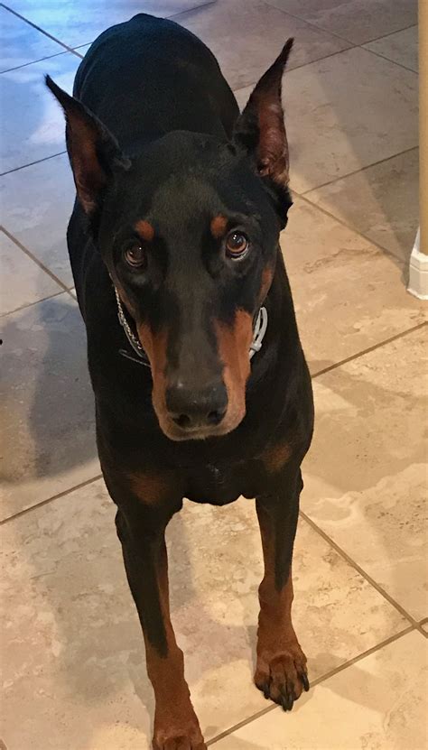 Pin By Michelle Captain On Doberman Pinscher Scary Dogs Doberman