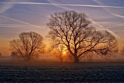 Trees In Winter Natures Seasons Photo 22173983 Fanpop