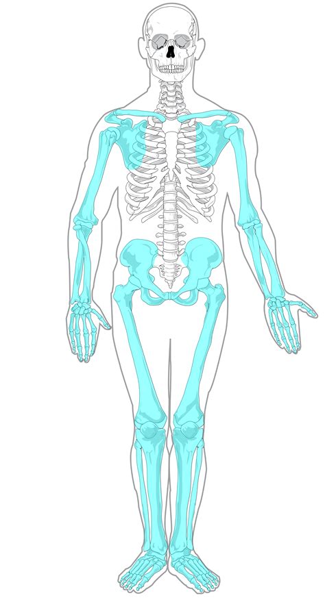 Appendicular Skeleton Labeling Quiz 61 Plays Quizizz