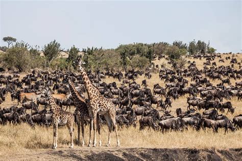 Mass Wildebeest Migration In The Masai Mara Africa Geographic
