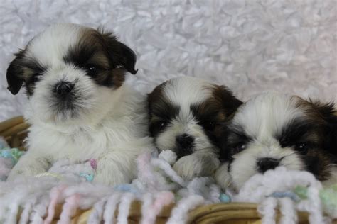 Shih Tzu For Sale In Milwaukee County 6 Petzlover