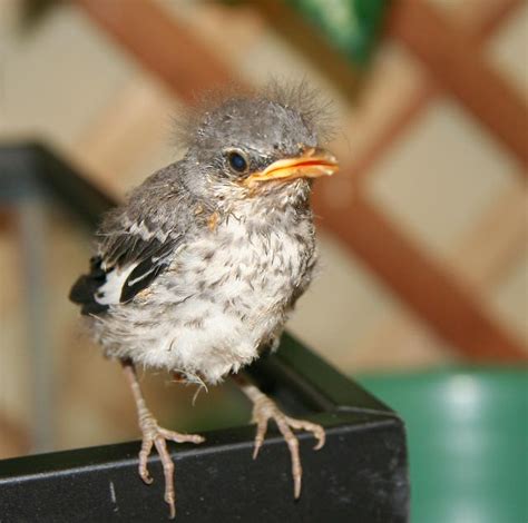 Baby Bird Identification Gallery