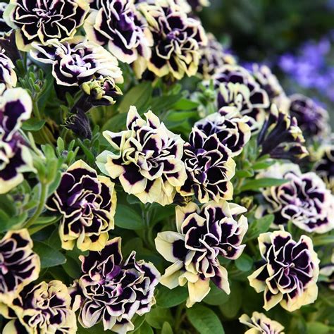 Mystical Midnight Gold Petunia Seeds