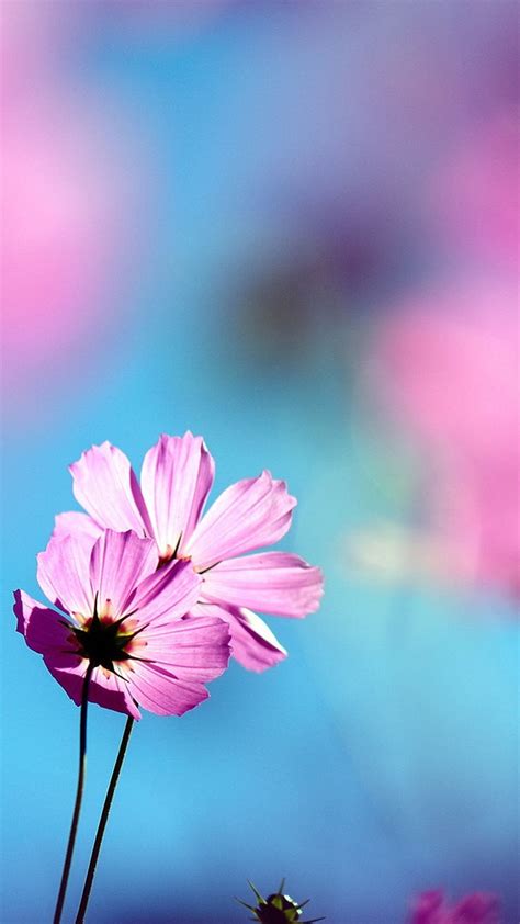 Beautiful Flowers Dof Smartphone Wallpapers ⋆ Getphotos