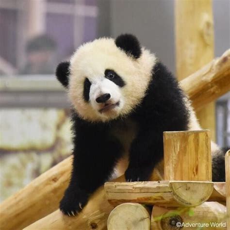 アドベンチャーワールド 公式さんadventureworldofficial Instagram写真と動画 Panda Love