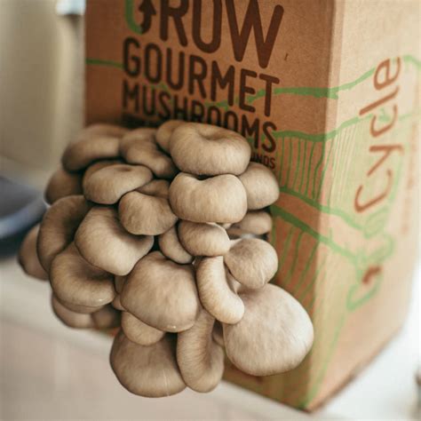 Grow Your Own Mushrooms Kit By Fungi Futures