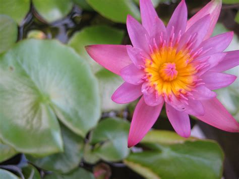 Bunga teratai (nymphaea) adalah nama genus dari tanaman air bersuku nymphaeaceae. bunga teratai | Ita Veronika Wijaya | Flickr
