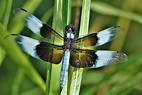Widow Skimmer Dragonfly Close-up 2 Free Stock Photo - Public Domain ...