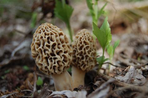 Poisonous Mushrooms In Missouri All Mushroom Info