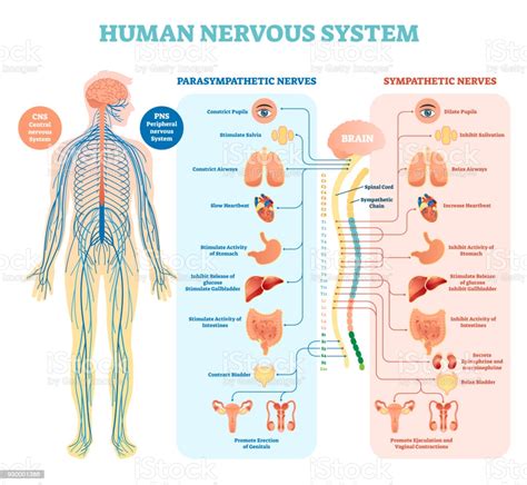 Human Nervous System Medical Vector Illustration Diagram