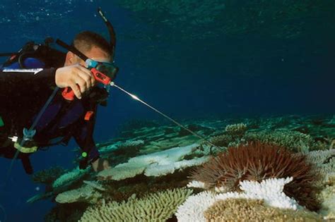 Australia Wipes Out 250000 Crown Of Thorns Starfish