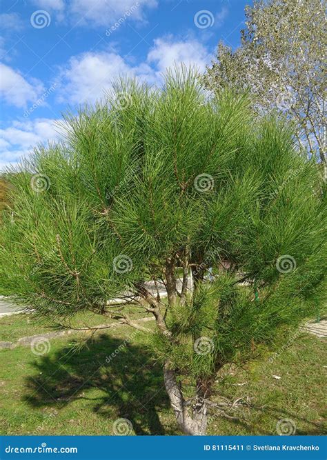 Young Pine Tree On The Lawn In The Park Stock Image Image Of Plants