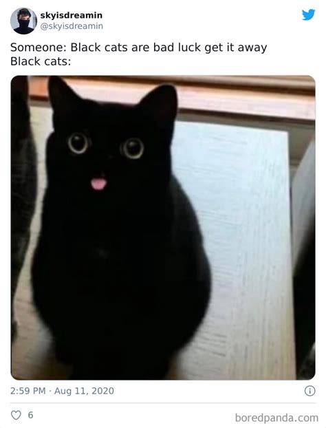 angry cat meme black canvas talk