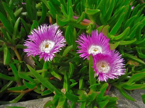 How To Grow And Care For Ice Plant Succulents Plantly