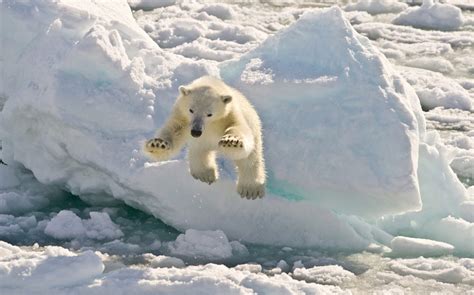 Polar Bears Cant Thrive On Land Based Diet Al Jazeera America