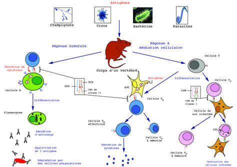 3 Vue Densemble Des Branches Humorale Et à Médiation Cellulaire Du