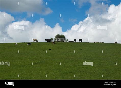 Farms With Green Grass Hi Res Stock Photography And Images Alamy