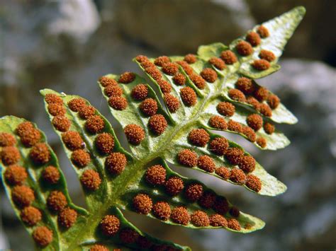 Filespores Under A Fern Leaf Wikimedia Commons