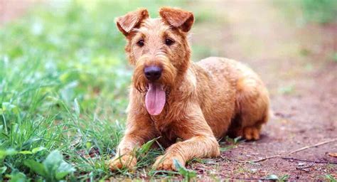 Irish Terrier Dog The Complete Guide To An Energetic Breed
