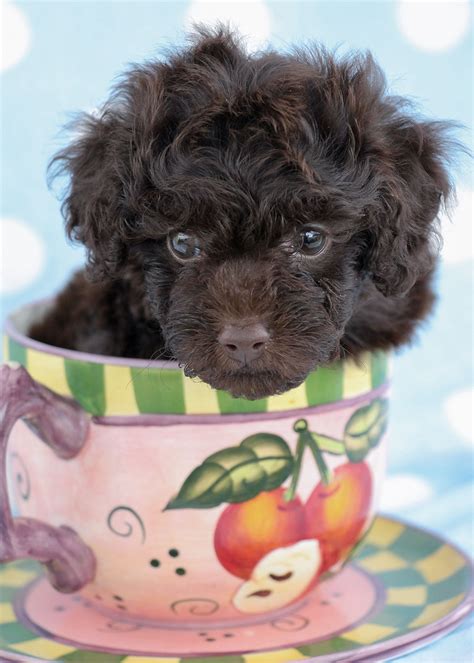Toy Poodle Puppies South Florida Teacups Puppies And Boutique