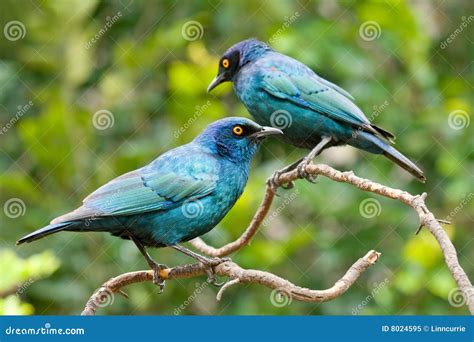 Two Glossy Starlings Stock Image Image Of Perched Birdie 8024595