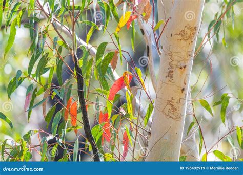 Scribbly Gum Tree In The Australian Bush Stock Image Image Of