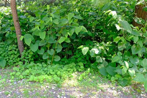 How to kill japanese knotweed using herbicides. How to Remove Japanese Knotweed